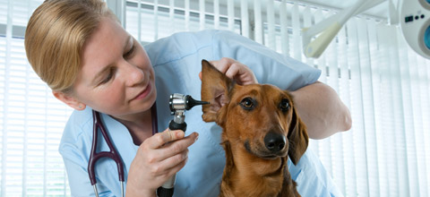 Veterinary Assisting Careers