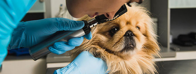 Can You Be a Vet Assistant Without a Degree? 