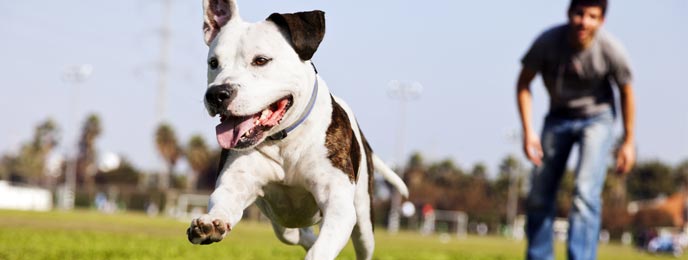 How to Become a Dog Trainer