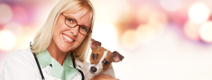 Careers Available to You Once You Graduate from Online Veterinary Assistant Programs